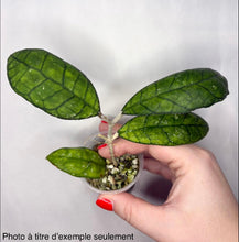 Charger l'image dans la galerie, Plante en pot Hoya : feuilles vert vif épaisses et tige avec substrat.