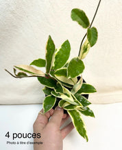 Charger l'image dans la galerie, Hoya krimson queen ⭐️