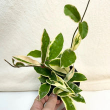 Load image into Gallery viewer, Hoya krimson queen à feuilles vertes panachées crème, tiges retombantes