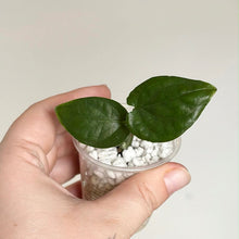 Charger l'image dans la galerie, Plante Amydrium en pot transparent avec billes blanches et deux feuilles vertes