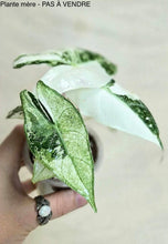 Load image into Gallery viewer, Alocasia Nairobi Night Pink Albo Bulbil