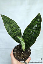 Charger l'image dans la galerie, Sansevière Whale fin