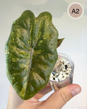 Load image into Gallery viewer, Alocasia pseudosanderiana Aurea : feuille vert foncé brillante, nervures marquées et petites taches.