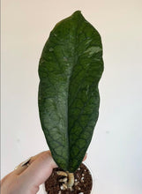 Charger l'image dans la galerie, Plante en pot Hoya vitellinoides, grande feuille vert foncé, point de croissance et substrat
