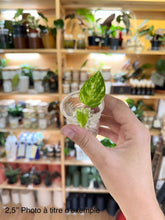 Charger l'image dans la galerie, Pothos golden