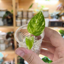 Charger l'image dans la galerie, Bouture de pothos doré en godet transparent, feuille verte panachée tenue en main