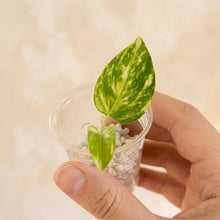 Load image into Gallery viewer, Bouture de pothos doré en godet transparent, feuille verte panachée tenue en main