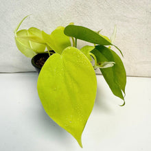 Charger l'image dans la galerie, Philodendron citron vert à grandes feuilles lime dans un pot noir