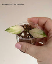 Charger l'image dans la galerie, Hoya Walliniana Variegata en pot, feuilles panachées vert pùle et rose