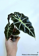 Charger l'image dans la galerie, Alocasia polly