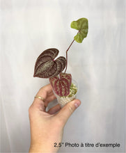 Charger l'image dans la galerie, Petit pot de Dioscorea dodecaneura pourpre, feuilles bordeaux et vertes, main tenant.
