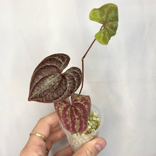 Charger l'image dans la galerie, Petit pot de Dioscorea dodecaneura pourpre, feuilles bordeaux et vertes, main tenant.