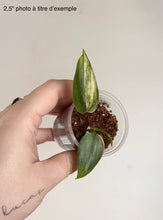 Load image into Gallery viewer, Scindapsus Blue Aurea