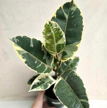 Load image into Gallery viewer, Ficus elastica Tineke en pot, feuilles panachées vert foncé et crème, tiges rouges.