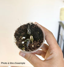 Charger l'image dans la galerie, Pot d’Alocasia bambino pink avec jeune plante et terreau