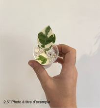 Charger l'image dans la galerie, Pothos Pearl N’Joy