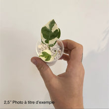 Load image into Gallery viewer, Plante de pothos en mini pot transparent, feuilles vertes panachées de crème