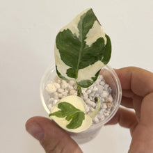 Charger l'image dans la galerie, Plante de pothos en mini pot transparent, feuilles vertes panachées de crème