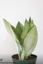 Charger l'image dans la galerie, Sansevière Moonshine
