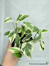 Load image into Gallery viewer, Plante pothos N’Joy aux feuilles vertes et crème panachées, tenue à la main