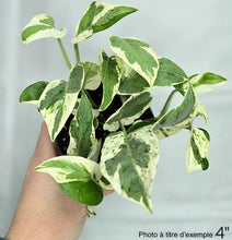 Load image into Gallery viewer, Plante pothos N’Joy aux feuilles vertes et crème panachées, tenue à la main