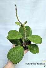 Charger l'image dans la galerie, Hoya kerrii heart⭐️