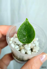 Charger l'image dans la galerie, Jeune plant d'Alocasia Perakensis à feuille verte, en pot avec graviers blancs