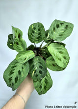 Charger l'image dans la galerie, Maranta variegata⭐️
