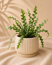 Load image into Gallery viewer, Plante cactus en pot beige nervuré, tiges vert vif en zigzag.