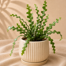 Charger l'image dans la galerie, Plante cactus en pot beige nervuré, tiges vert vif en zigzag.