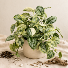 Load image into Gallery viewer, Scindapsus 'Peasun'