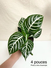Charger l'image dans la galerie, Zebra plant ⭐️