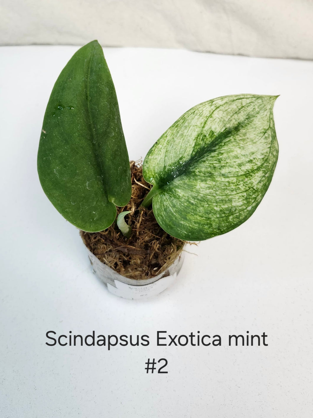 Scindapsus  exotica mint #2