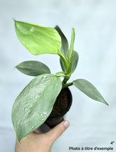 Charger l'image dans la galerie, Philodendron épée d'argent, feuilles vertes à petites taches, dans un pot.