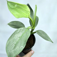 Charger l'image dans la galerie, Philodendron épée d'argent, feuilles vertes à petites taches, dans un pot.