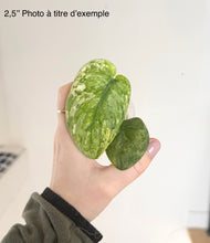 Load image into Gallery viewer, Scindapsus Halimoon