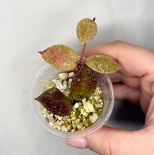 Charger l'image dans la galerie, Bouture de Hoya Walliniana Splash en pot transparent, feuilles vert foncé tachetées rose