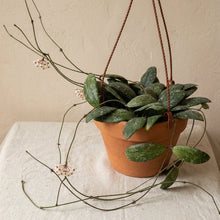 Load image into Gallery viewer, Plante Hoya sigillatis en pot brun avec cordons rouges, feuilles vert foncé