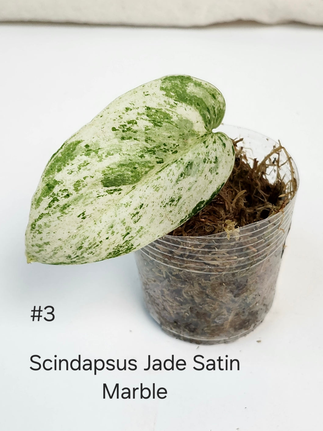 Scindapsus jade satin marble #3