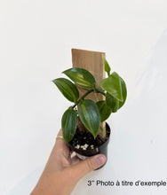 Load image into Gallery viewer, Orchidée Vanilla planifolia en pot, tige grimpante et feuilles vertes épaisses