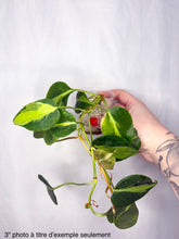 Charger l'image dans la galerie, Philodendron brésilien, tiges retombantes et feuilles vertes, tenu par une main