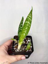 Charger l'image dans la galerie, Sansevière Black Coral