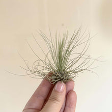 Charger l'image dans la galerie, Plante aérienne Tillandsia en touffe de feuilles fines vertes, tenue à la main.