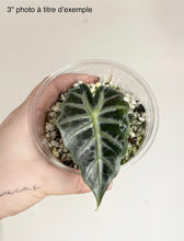 Load image into Gallery viewer, Feuille d’Alocasia parasol en pot transparent avec billes de substrat