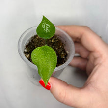 Load image into Gallery viewer, Alocasia Cucullata en pot, feuilles vertes, tenue par une main
