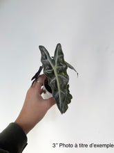Charger l'image dans la galerie, Alocasia purply
