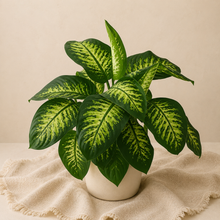 Charger l'image dans la galerie, Dieffenbachia Tropic Snow