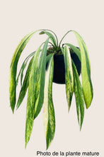 Load image into Gallery viewer, Anthurium vittarifolium variegata en pot : longues feuilles vertes panachées