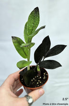 Charger l'image dans la galerie, Zz oscuro black