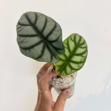 Charger l'image dans la galerie, Alocasia Silver dragon : feuilles vert sombre et vert clair, tige sortante d’un pot